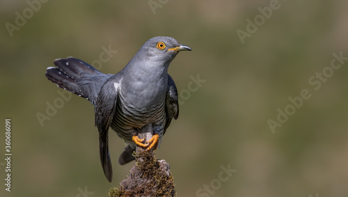 Cuckoo