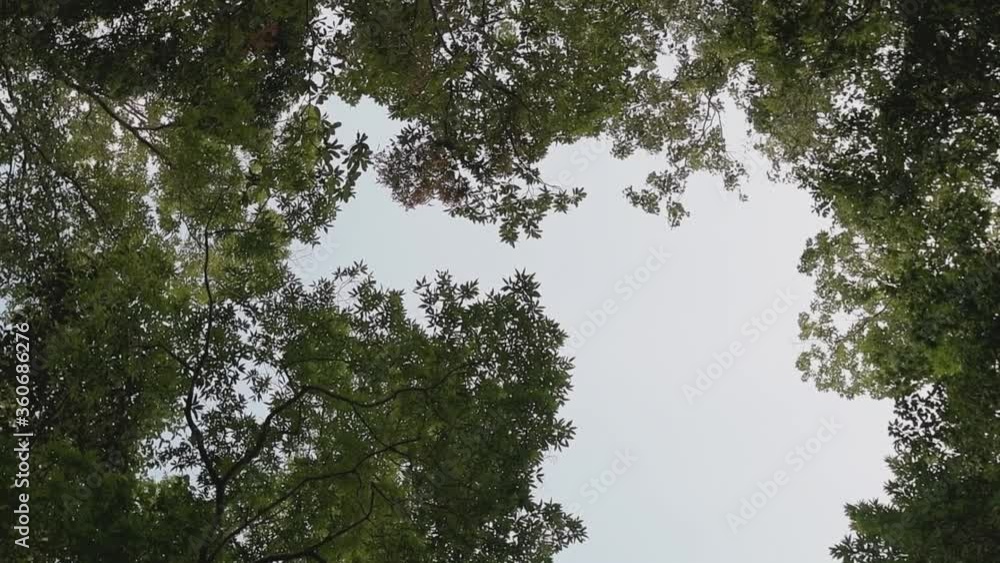 sunny day in the jungle. A tropical forest. Bottom view on the crowns of lush palm trees and tropical trees. Blue sky with white clouds. Untouched nature. sunny day in the jungle. A tropical forest. Bottom view on the crowns of lush palm trees and tropical trees. Blue sky with white clouds. Untouched nature.