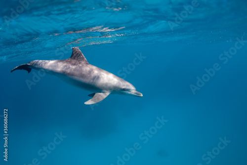 Dolphin swimming in the blue and clear waters of the red sea