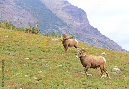 Two bighorn sheeps on the green lawn at Grinnell Glacier trail. Mountain in the background.