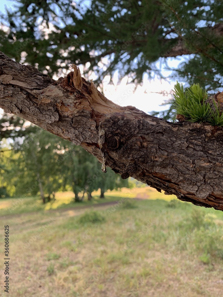 Obraz premium Solidified drop of tar. A close up of a tree