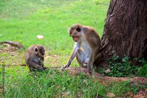 Rhesus macaques are familiar brown primates with red faces and rears. They have close-cropped hair on their heads  which accentuates their very expressive faces. Concept of urban wild animals