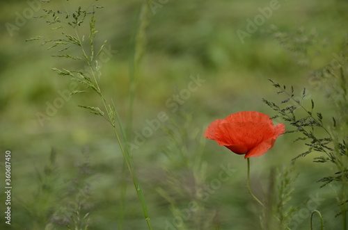 Red poppy in green field