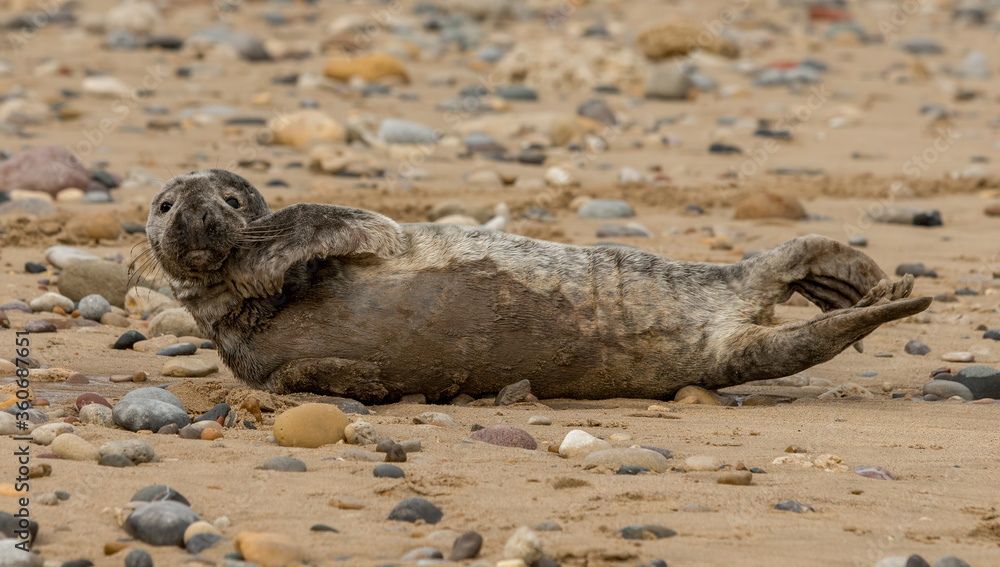 Fototapeta premium Grey Seal