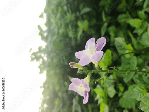 Photo of purple Ganges Primrose flower, Ganges River asystacia, Creeping foxglove and green leaves in a garden, Close up photo