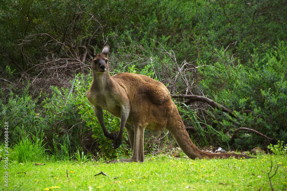 Male Western Grey Kangaroo, sitting upright, in its natural habitat in Southwest Western Australia, lateral view Male Western Grey Kangaroo, sitting upright, in its natural habitat in Southwest Western Australia, lateral view
