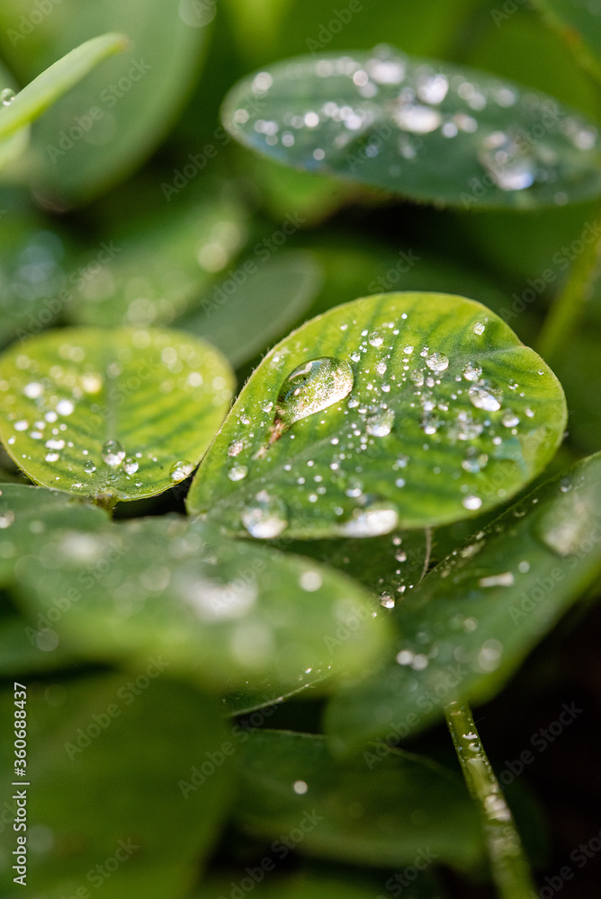 Water drop in a green leaf
Shoot with 60mm macro lens Water drop in a green leaf
Shoot with 60mm macro lens