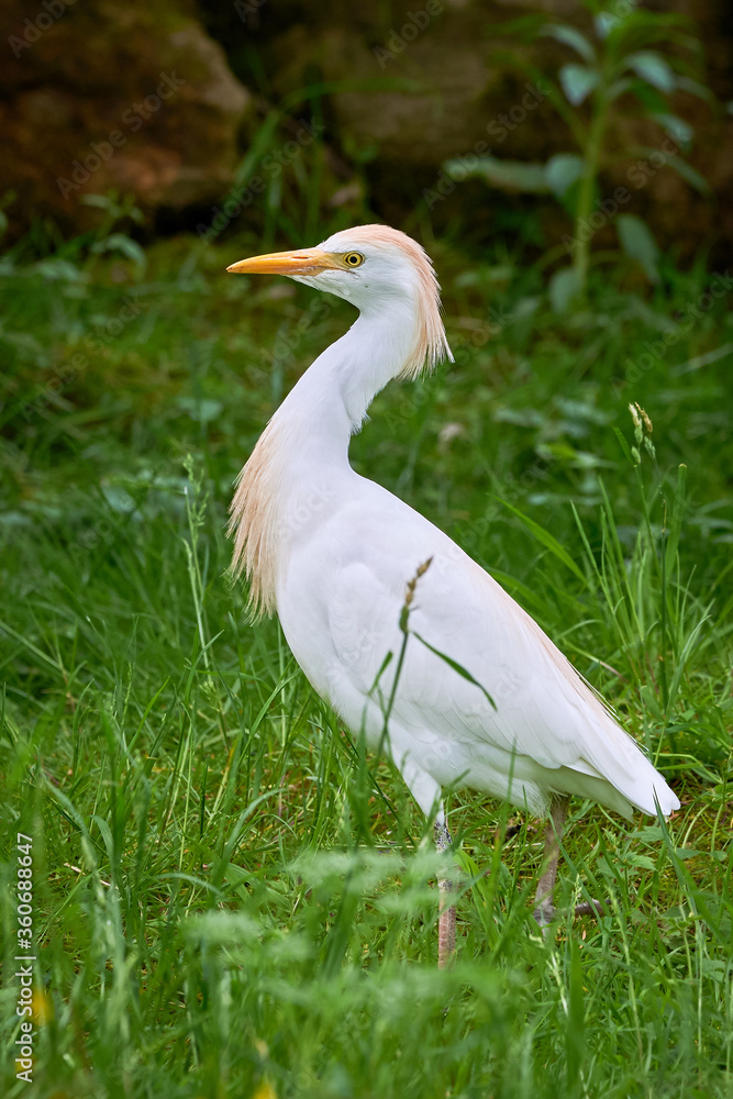 Cattle egret in natural habitat (Bubulcus ibis) Cattle egret in natural habitat (Bubulcus ibis)