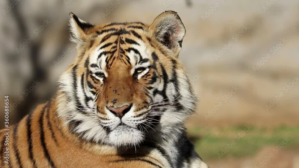 Portrait of a large Bengal tiger (Panthera tigris bengalensis) irritated by flies Portrait of a large Bengal tiger (Panthera tigris bengalensis) irritated by flies