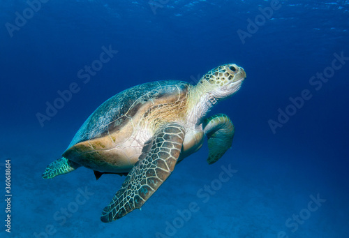 Green turtle  Chelonia mydas  swimming in the blue