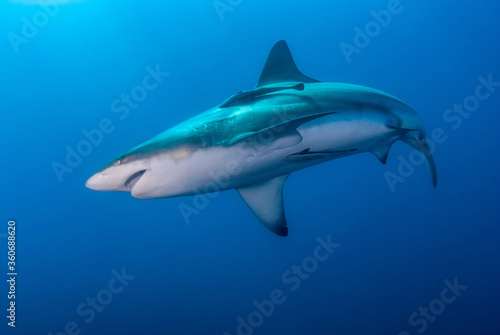 Oceanic black tip shark swimming in the blue © nicolas