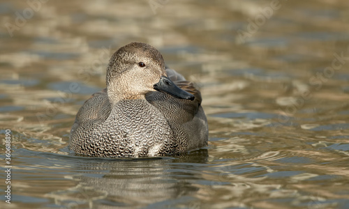 Gadwall photo