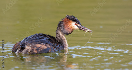Great Crested Grebe With Small Fish