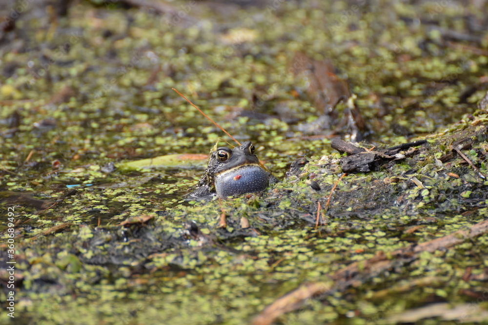 frog frog