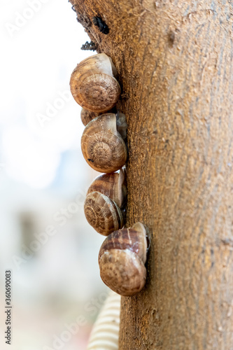 Big snail climbing a tree slowly