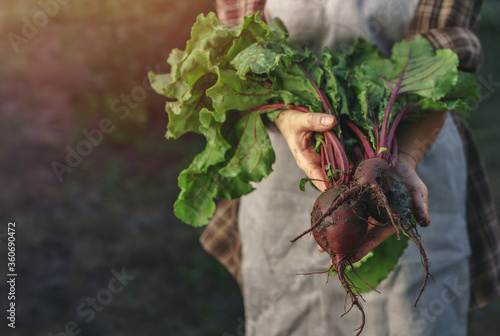 Farmers holding fresh beetroot in hands on farm at sunset. Woman hands holding freshly bunch harvest. Healthy organic food, vegetables, agriculture, close up