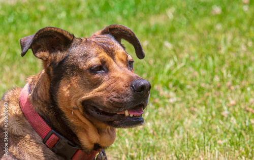 Portrait of a red and black mixed breed dog looking to the right