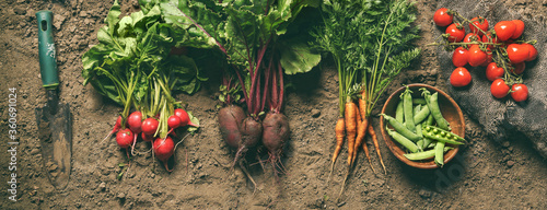 Tableau sur toile Fresh vegetables, peas, radish, tomato, carrot, beetroot on ground on farm at sunset
