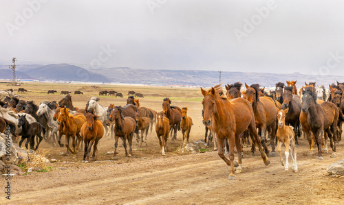 running wild horses at Kayseri, Turkey © Selcuk