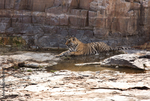 Tigress Ladali cub in the rocky habitat at Ranthambore Tiger Reserve