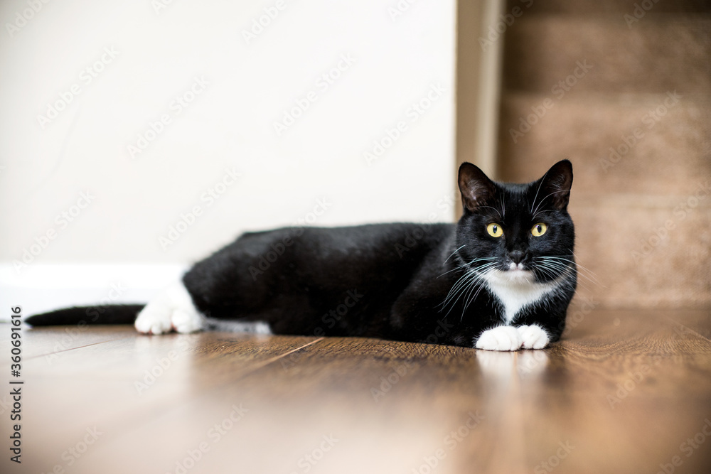 The black and white cat lying down on a laminated floor with a ...