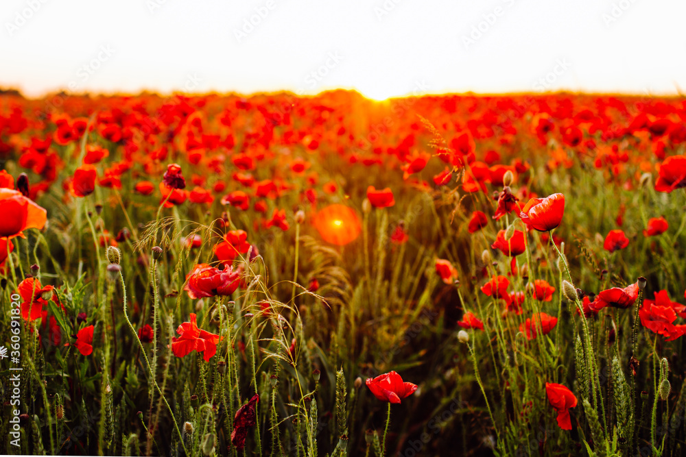 Fototapeta premium Red poppies field at sunset. Soft focus.