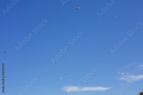 Sea birds flying on blue sky