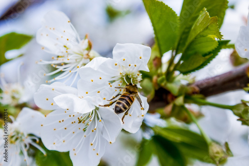 bee pollinates white flowers of cherry on flowering tree in spring, colorful background with image of insects and vegetation © vyudin