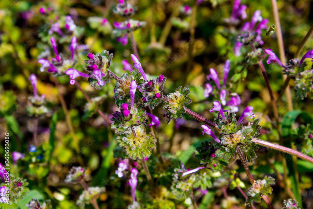purple spring flowers and green foliage, gentle natural background with vegetation purple spring flowers and green foliage, gentle natural background with vegetation