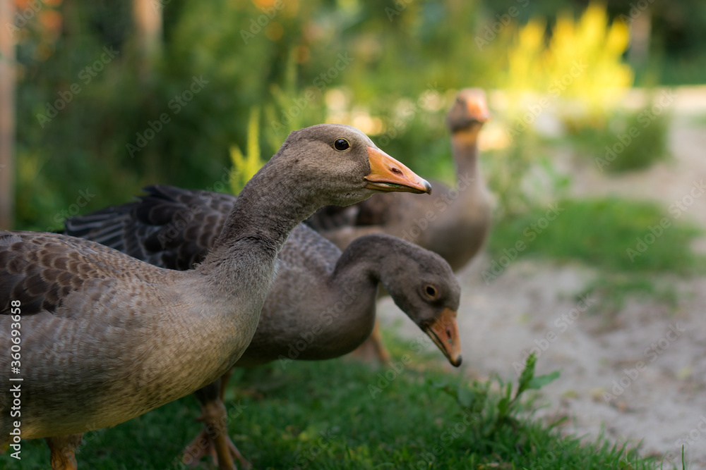Portrait mehrerer Gänse 