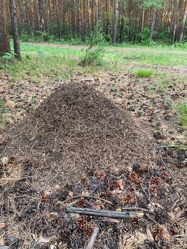 Ants. Anthill. A pile of dry grass