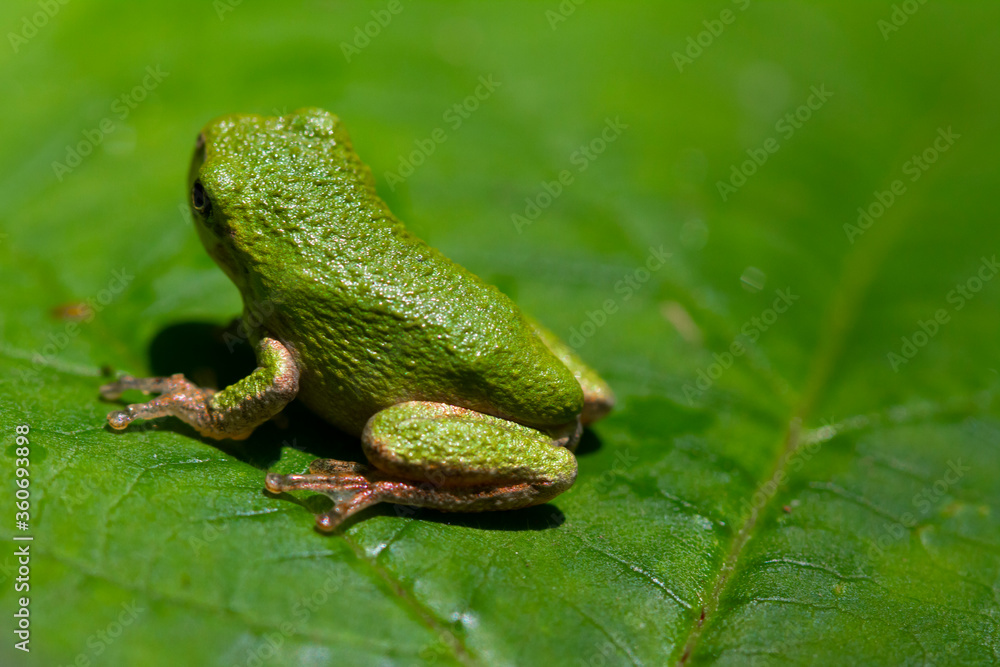 An extreme close up image of a tiny  tree frog (Hyla Versicolor), on a tree leaf in Maryland. Details of the slimy the skin of frog, its fingers , eye  are distinguishable. 
