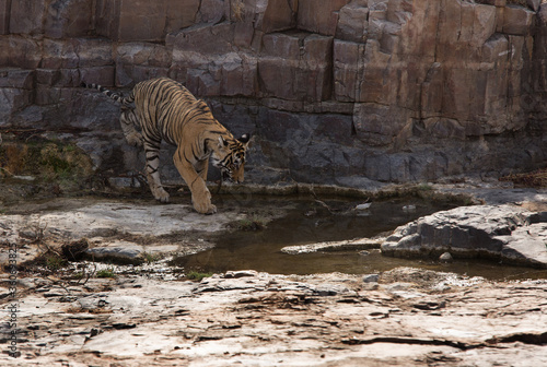 Tiger cub getting dwon from the rock, Ranthambore Tiger Reserve