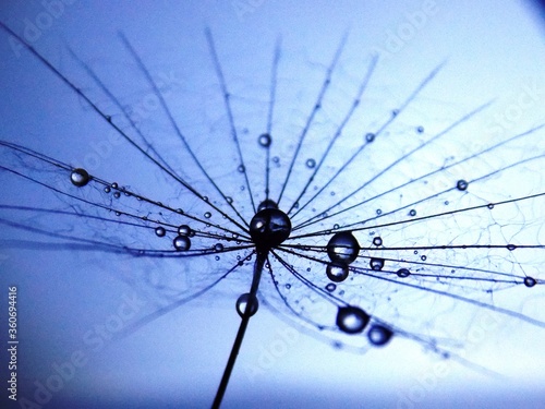 water droplets on the seed