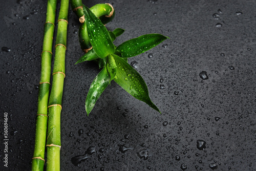 Green bamboo sprout on a black
