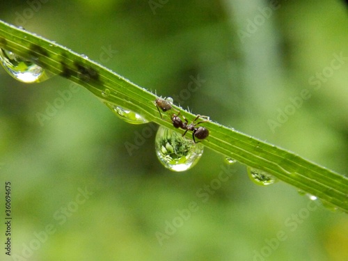 ants and bugs on the grass and raindrops