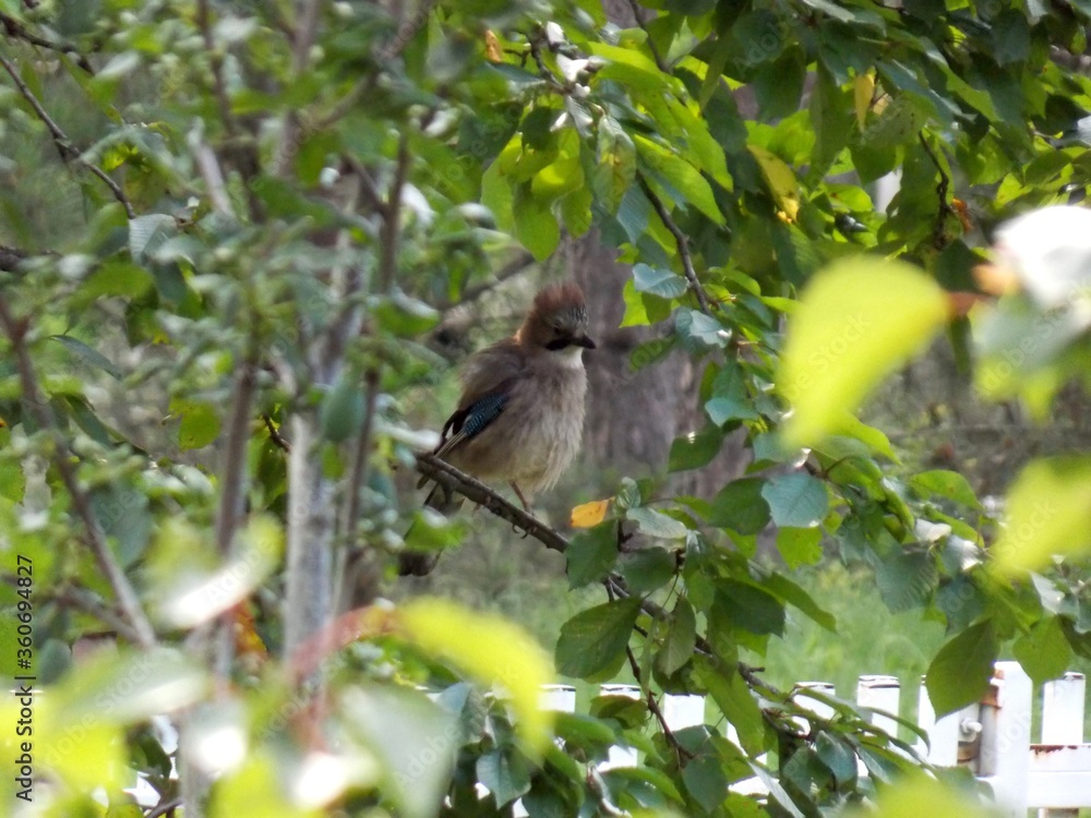 Obraz premium a bird on a white cherry