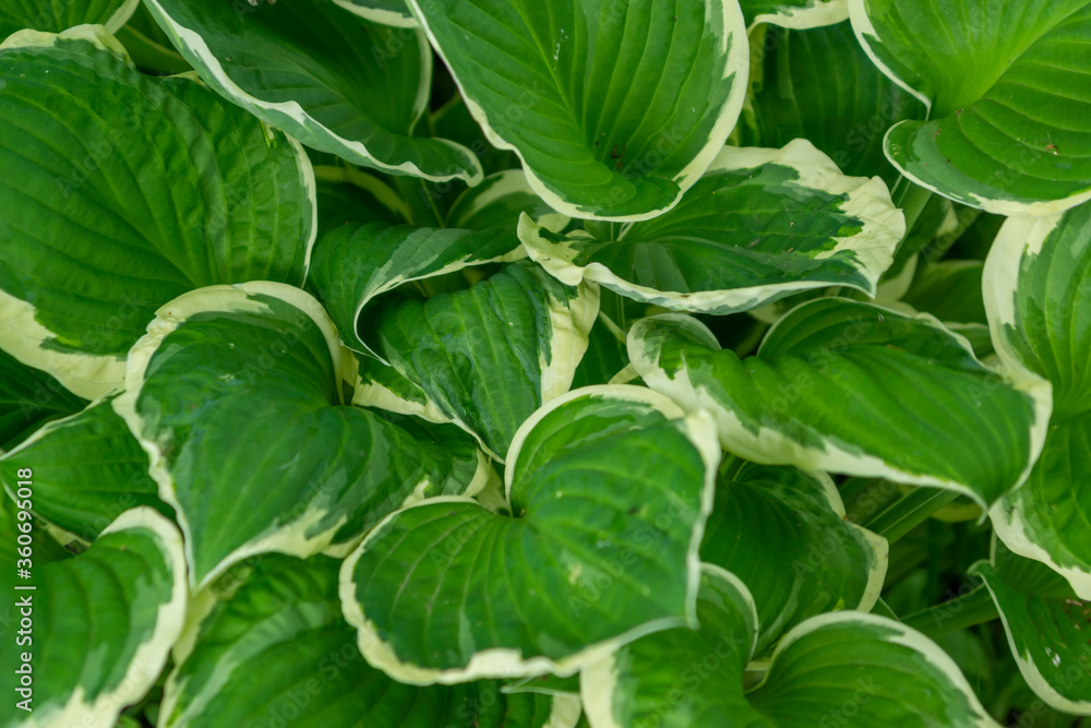 Hosta in the garden. A lot of green.