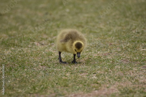 little goose