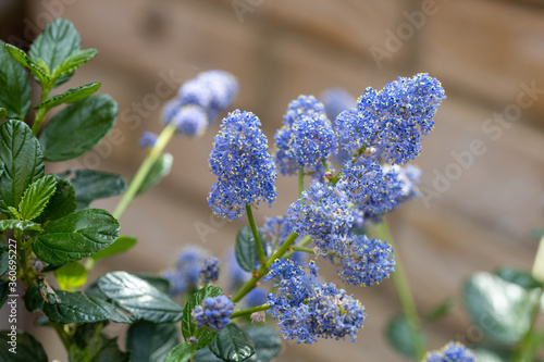 Ceanothus close up in Garden