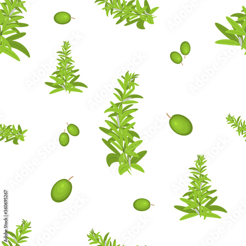 Herb and berry vector seamless pattern. Green leaves of rosemary and green olives. White background