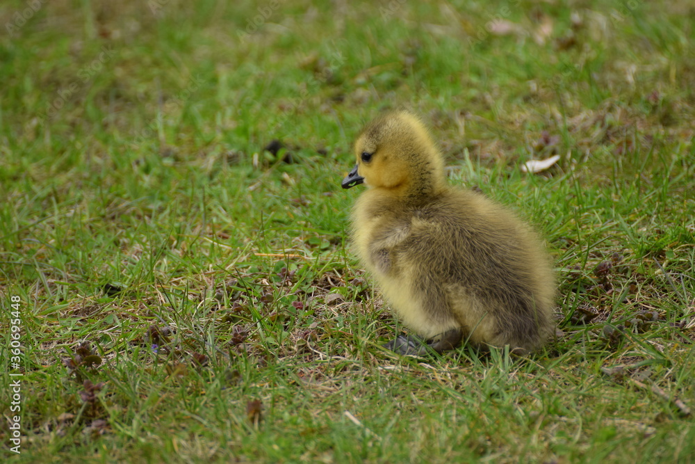 little goose little goose