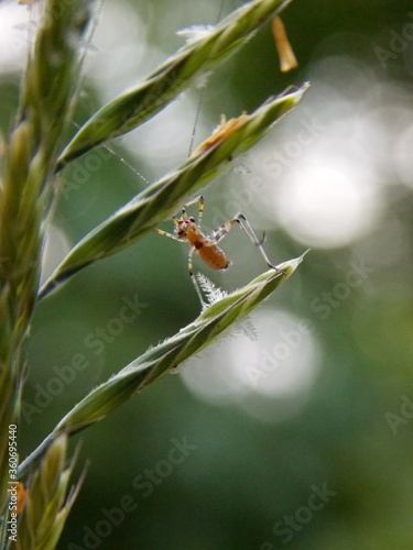 a small grasshopper on the grass