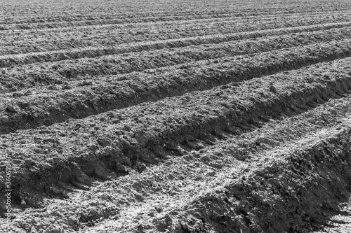 Ploghed Field in Cambridge photo