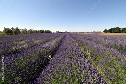 lavanda