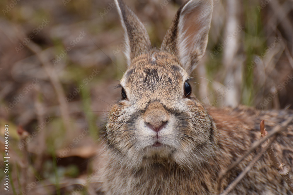 Fototapeta premium rabbit