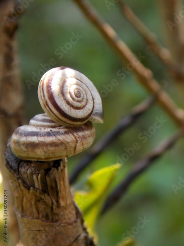the snail climbed on the snail