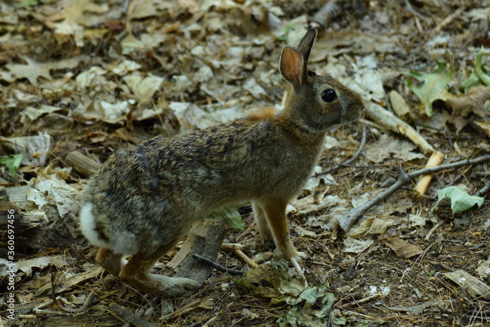 Fototapeta premium rabbit