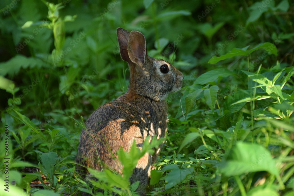 Fototapeta premium rabbit