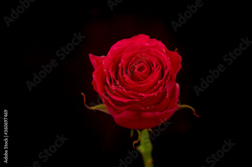 Fototapeta Naklejka Na Ścianę i Meble -  Macro, Close up of classic Explorer roses variety, studio shot.